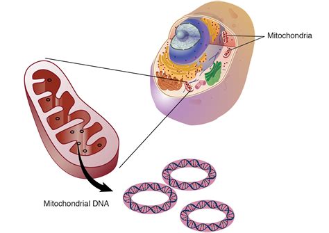 mitochondrial dating